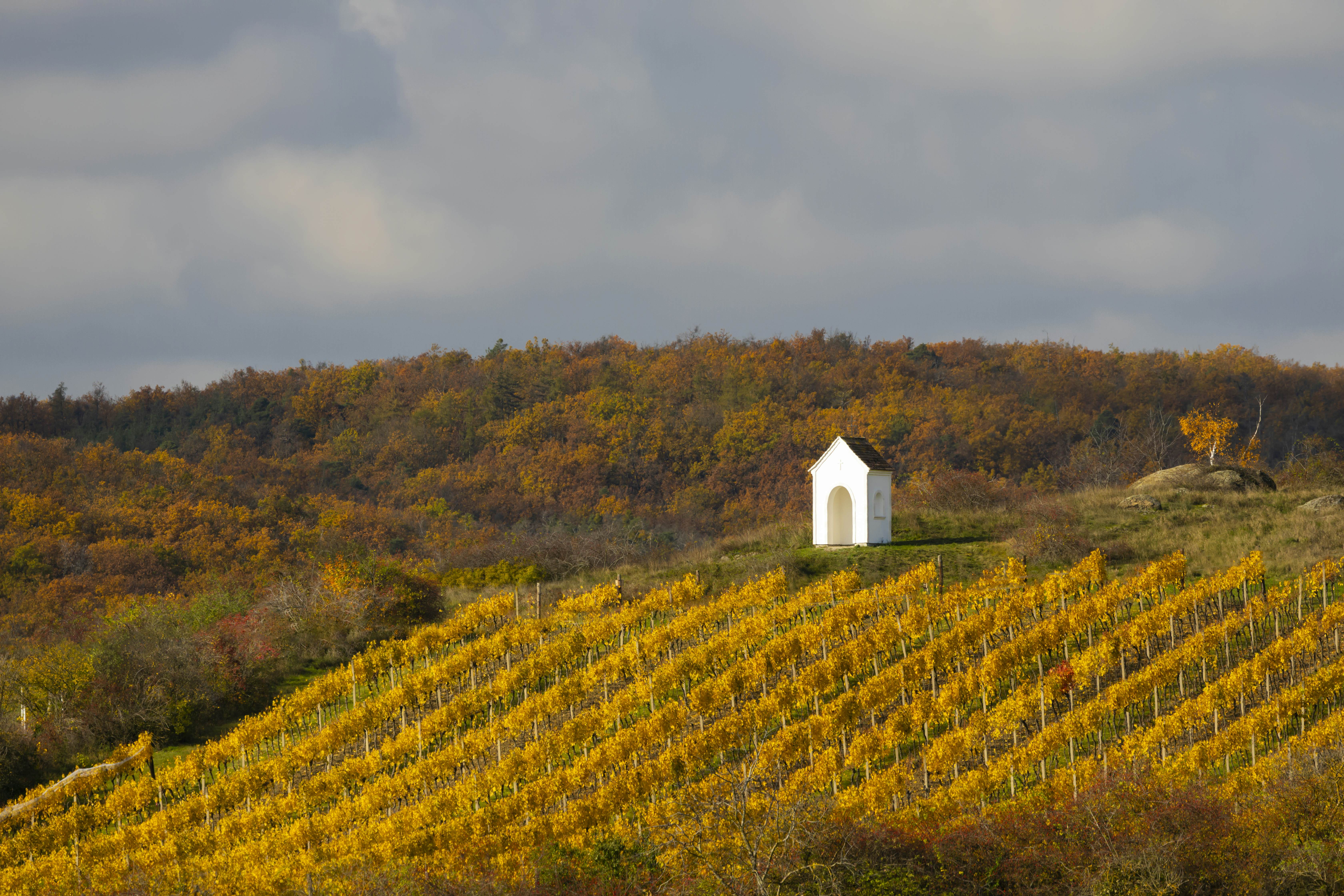 Autumn vineyard near Hnanice, Znojmo region, Southern Bohemia, Czech Republic